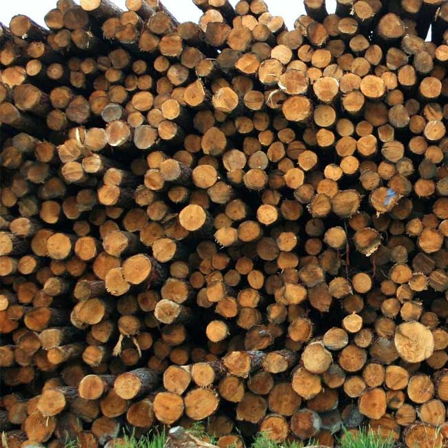 Stack of sawn logs