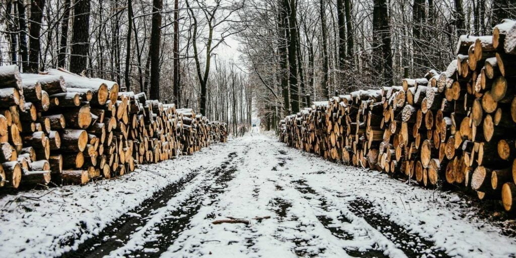 stacks of sawn trees either side of a snow covered lane in Scotland