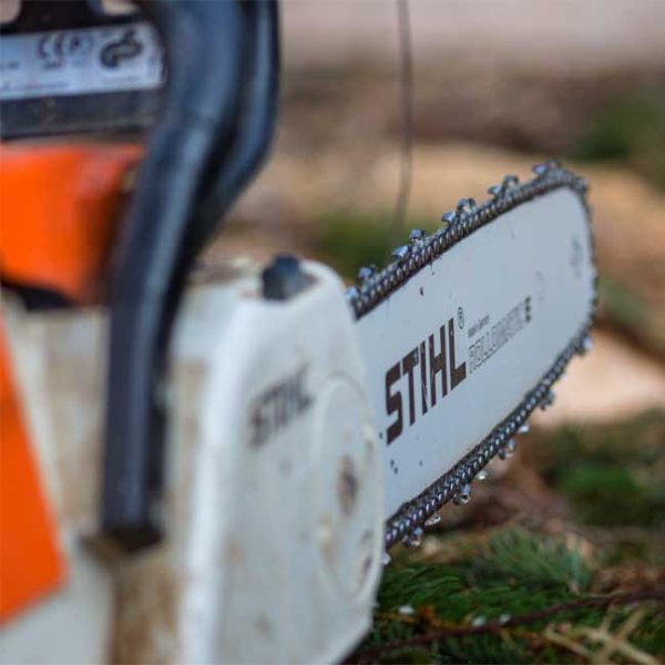 chainsaw-650px Close up of a chainsaw sitting on pine branches