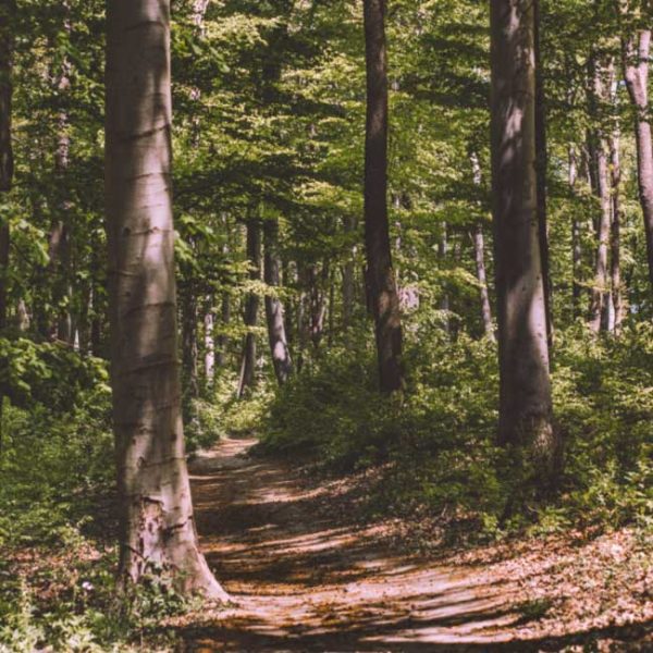 timber-harvesting-quote2-650px Path running through mature deciduous woodlands
